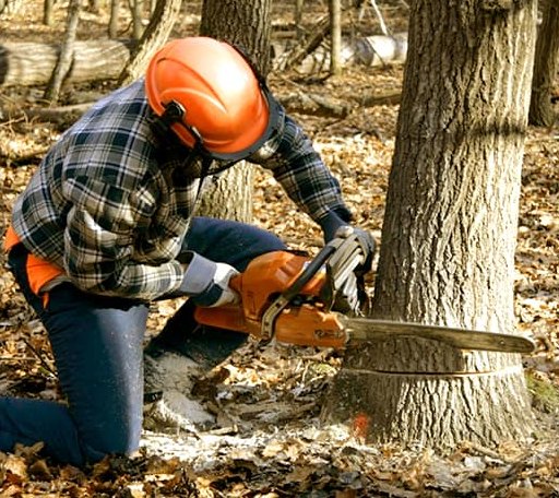 Tree Removal in Golden Eagle, IL